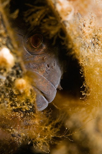 Gobius niger 1